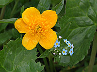 Caltha%20palustris%20Goldschale.JPG