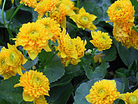 Caltha%20palustris%20Plena%20(Multiplex)%201.JPG