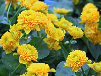 Caltha%20palustris%20Plena%20(Multiplex)%202.JPG