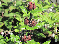 Calycanthus%20floridus%20-%20Bluetenmacro03.JPG