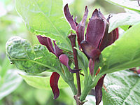 Calycanthus%20floridus%20-%20Bluetenmacro04.jpg