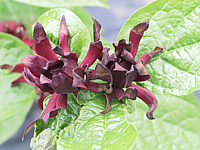 Calycanthus%20floridus%20-%20Bluetenmacro05.jpg