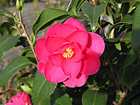 Camellia%20japonica%20Coquettii.JPG
