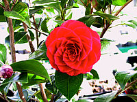 Camellia%20reticulata%20Black%20Lace.JPG