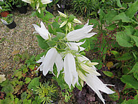 Campanula%20macrantha%20Alba%20-%20Bluete%20nah.JPG