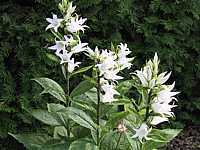 Campanula%20macrantha%20Alba.JPG