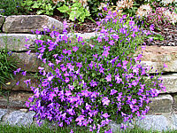 Campanula%20portenschlagiana%20Birch%20Hybrid%2001.jpg
