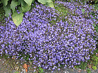 Campanula%20poscharskyana%20Stella%2001.JPG