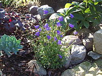 Campanula%20pusilla%2001.JPG