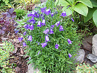 Campanula%20pusilla%2002.JPG