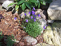 Campanula%20pusilla%2003.JPG