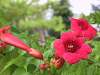 Campsis%20radicans%20Flamenco.JPG