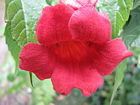 Campsis%20radicans%20Stromboli%20Macro.JPG