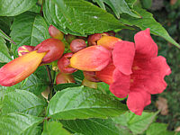 Campsis%20radicans%20Stromboli%20knospig.JPG