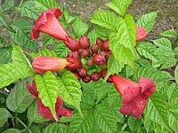 Campsis%20radicans%20Stromboli.JPG