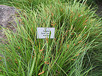Carex%20aurita.JPG