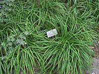 Carex%20digitata.JPG