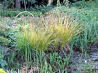Carex%20elata%20Bowles%20Golden%20Sol.JPG