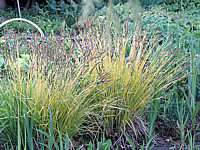 Carex%20elata%20Bowles%20Golden%20Sol1.JPG