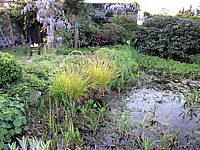 Carex%20elata%20Bowles%20Golden%20Sol2.JPG