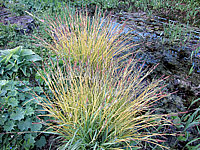 Carex%20elata%20Bowles%20Golden%20Sol3.JPG
