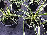 Carex%20morrowii%20Vanilla%20Ice.JPG