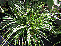 Carex%20morrowii%20Variegata%2001.JPG