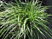 Carex%20morrowii%20Variegata%2002.JPG