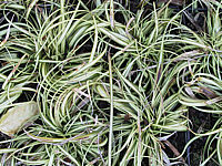 Carex%20oshimensis%20Evergold%20(April).jpg