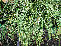 Carex%20oshimensis%20Evergold%20(September).JPG