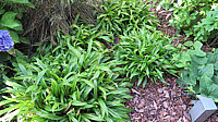 Carex%20plantaguinea%2001.JPG