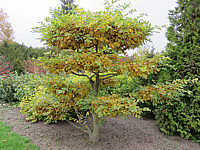 Carpinus%20betulus%20-%20Bonsai%2001.JPG