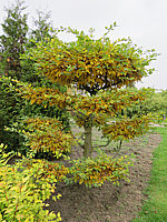 Carpinus%20betulus%20-%20Bonsai%2002.JPG