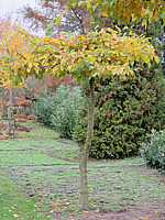 Carpinus%20betulus%20-%20Dachform%2001.JPG