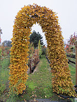 Carpinus%20betulus%20-%20Torbogen%202,5m%2001.JPG