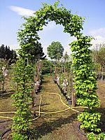Carpinus%20betulus%20-%20Torbogen,%20Austrieb.jpg