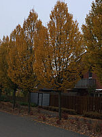 Carpinus%20betulus%20Fastigiata%20-%20Hochstamm%2040-50%20Herbst.JPG