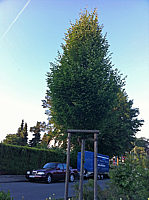 Carpinus%20betulus%20Fastigiata%20-%20Hochstamm.jpg