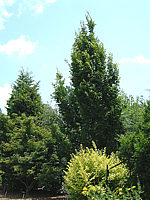 Carpinus%20betulus%20Franz%20Fontaine%20Heister%206m.jpg