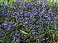 Caryopteris%20clandonensis%20Dark%20Night%201.JPG