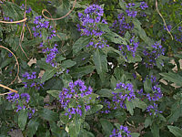Caryopteris%20clandonensis%20Dark%20Night%202.JPG