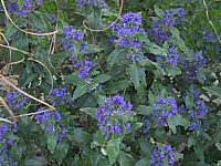 Caryopteris%20clandonensis%20Dark%20Night%203.JPG