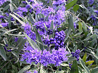 Caryopteris%20clandonensis%20Ferndown%20Bluete.jpg