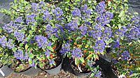 Caryopteris%20clandonensis%20Grand%20Bleu%2001.JPG