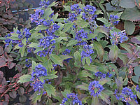 Caryopteris%20clandonensis%20Grand%20Bleu.JPG