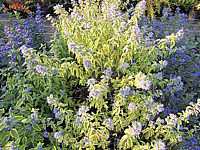 Caryopteris%20clandonensis%20Summer%20Sorbet-2.JPG