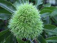 Castanea%20sativa%20-%20Frucht.jpg