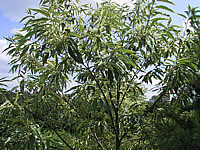 Castanea%20sativa%20Albomarginata%20-%20Baum.jpg