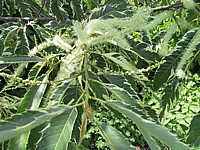 Castanea%20sativa%20Albomarginata%20-%20Blatt%202.jpg