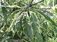 Castanea%20sativa%20Albomarginata%20-%20Blatt.jpg